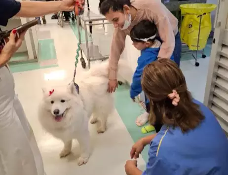 Projeto voluntário com cães alegra pacientes no Hospital Universitário