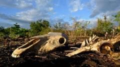 'O gado está morrendo de sede e fome': o impacto devastador do El Niño no Corredor Seco da América Central