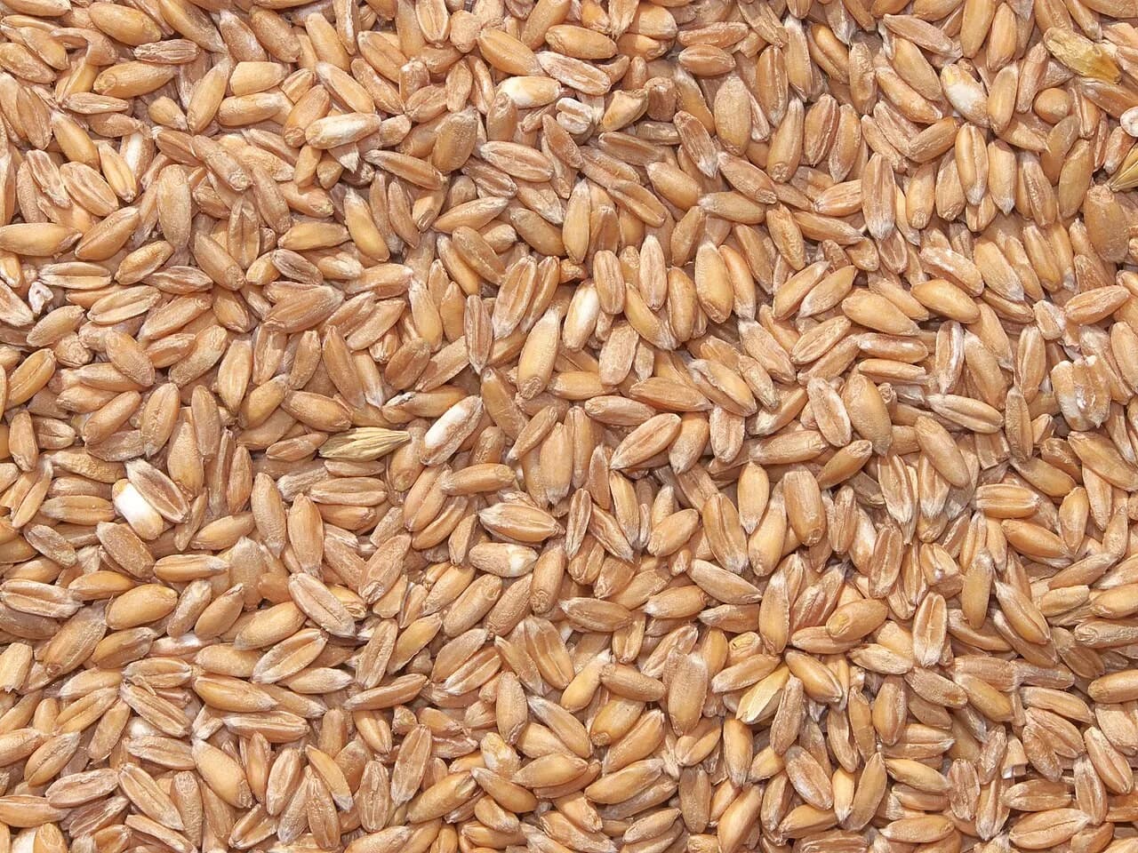 Farinha de trigo espelta: conheça essa alternativa ancestral ao trigo comum
