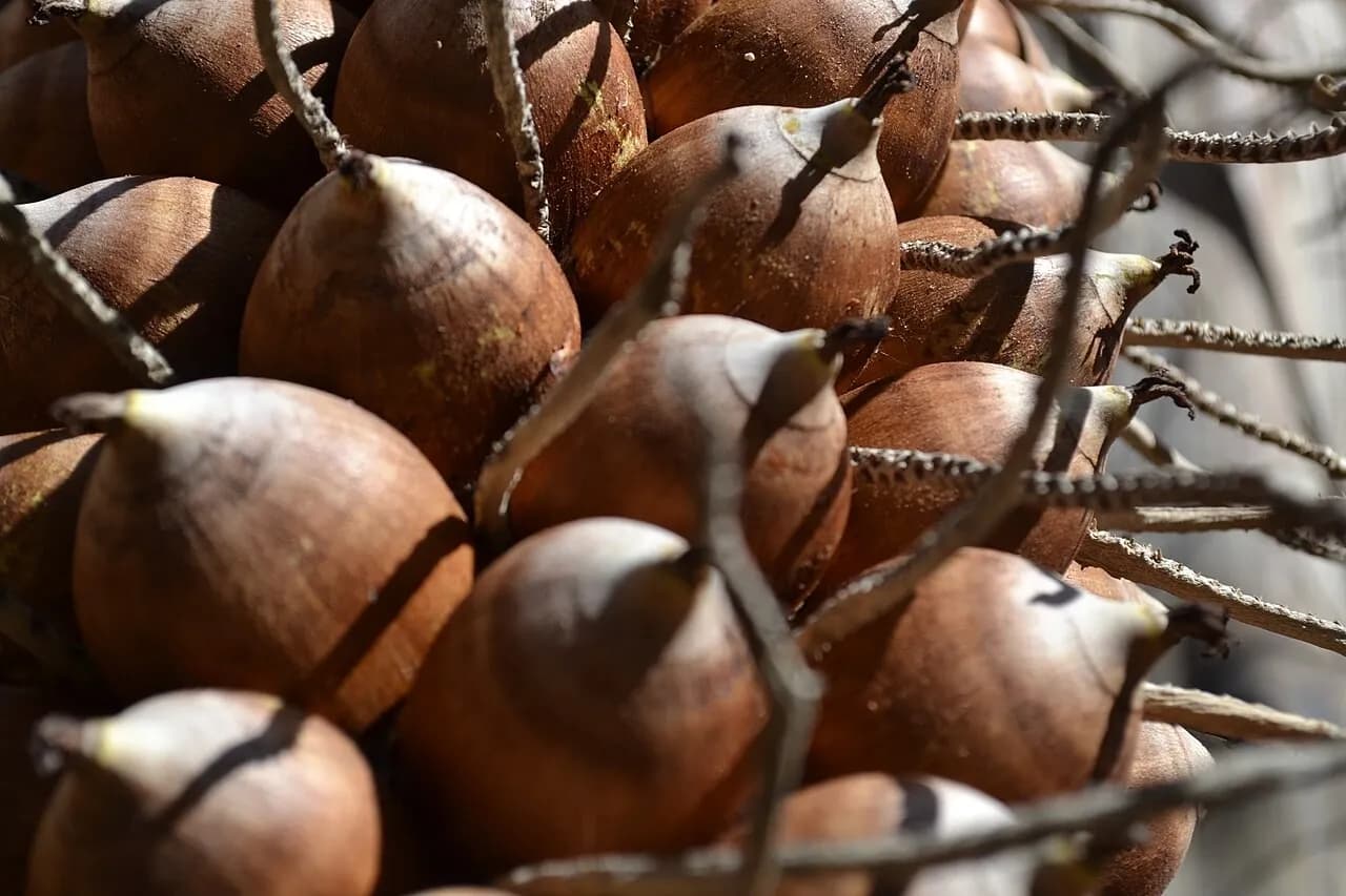 Farinha de babaçu: como usar e quais os benefícios do ingrediente nordestino