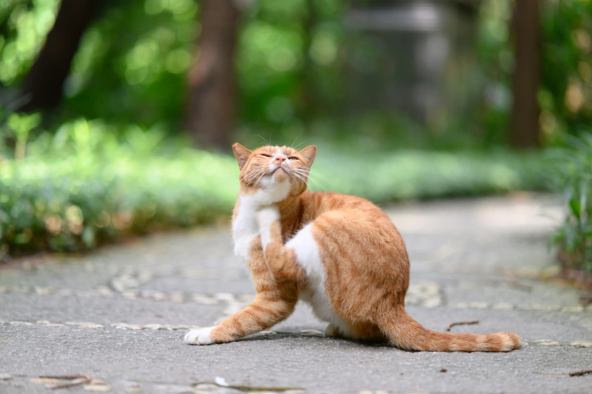 Piolho de gato: o que é e como tratar a infestação que afeta felinos