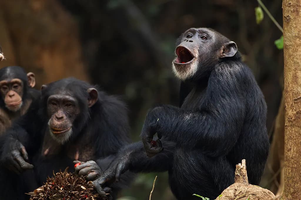 Por que os macacos nunca poderão falar como os humanos: uma questão de narizes