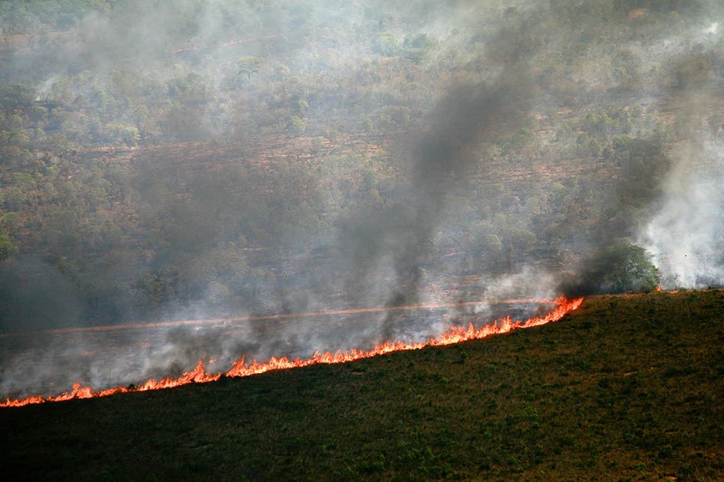 Seca e calor extremos do último El Niño antecipam ‘novo normal’ nas florestas tropicais