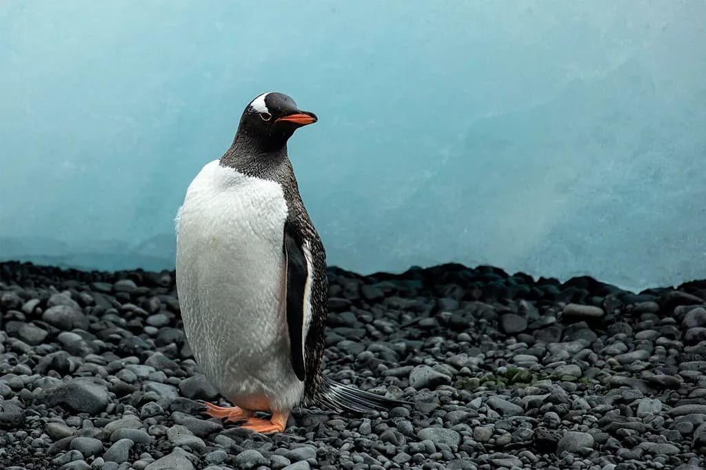 Nova espécie de pinguim é nomeada pela primeira vez em mais de cem anos