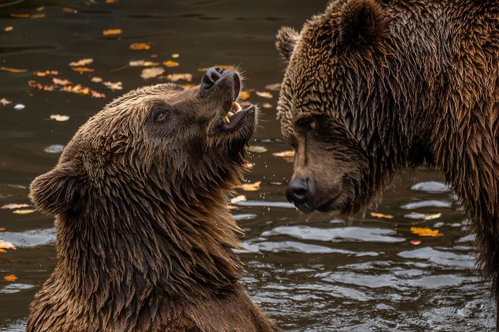 Quantas espécies de urso existem? Conheça os 8 tipos e seus habitats