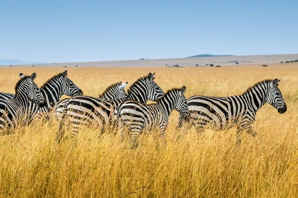 Por que as zebras nunca foram domesticadas, como os cavalos e jumentos?