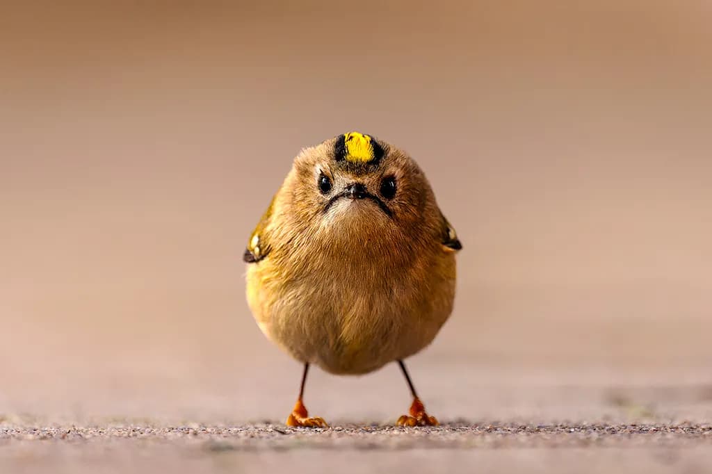 Confira os finalistas à imagem mais engraçada do reino animal de 2026