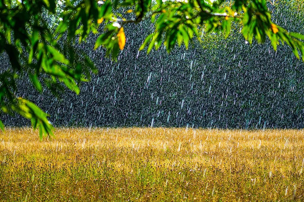 Como as mudanças climáticas estão transformando o cheiro de chuva