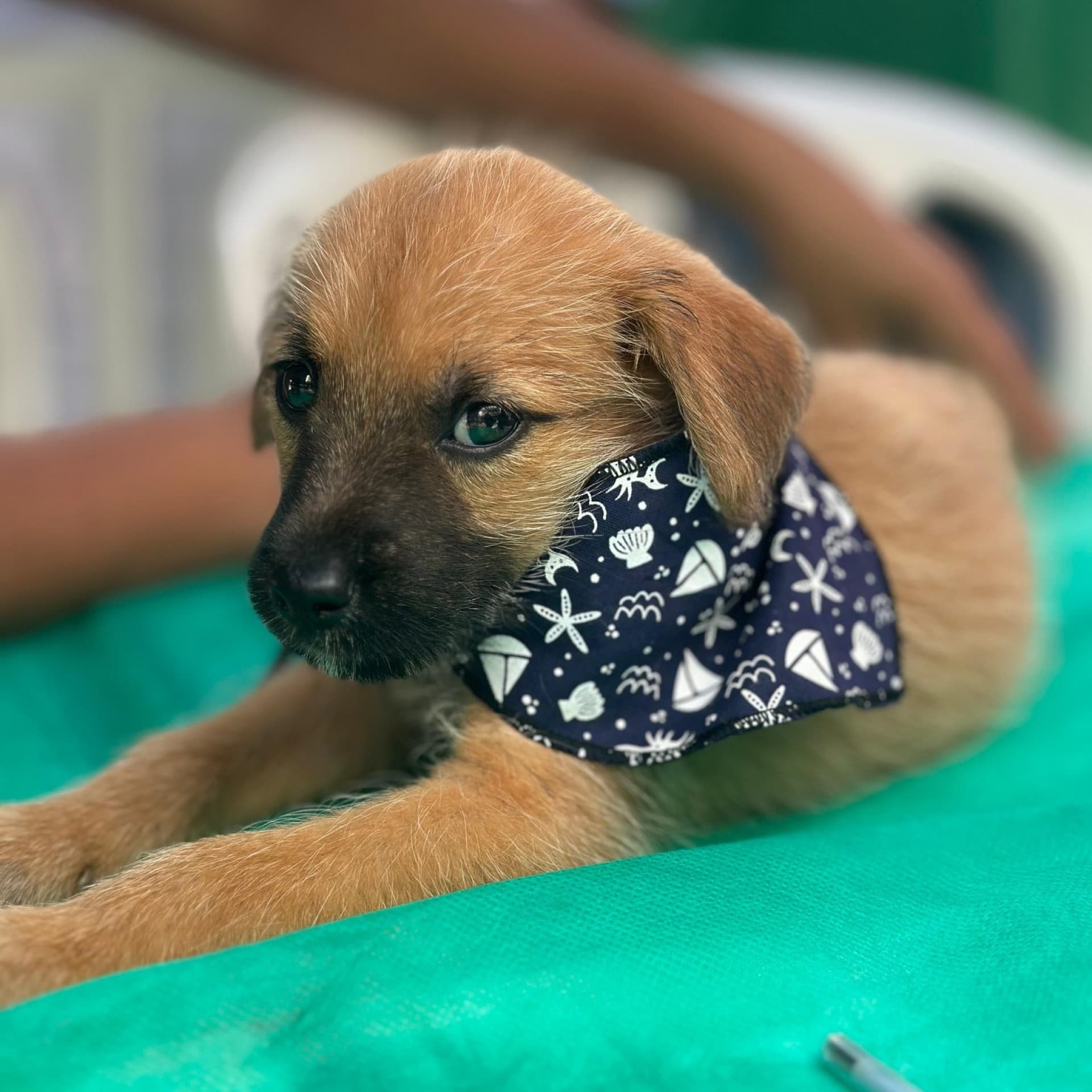 Saquarema promove campanha Outubro Rosa Pet