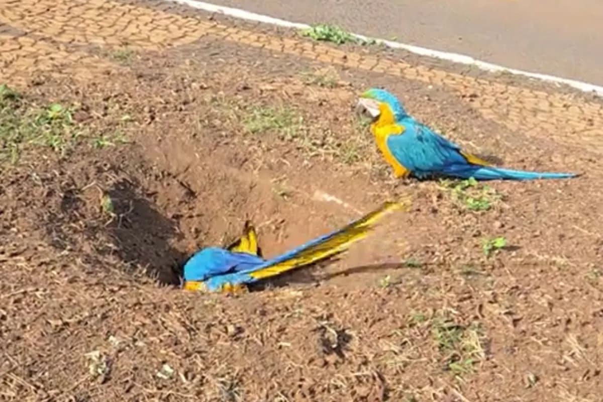 ‘No MS é assim’: araras são flagradas cavando buraco em calçada e intrigam moradores; veja vídeo