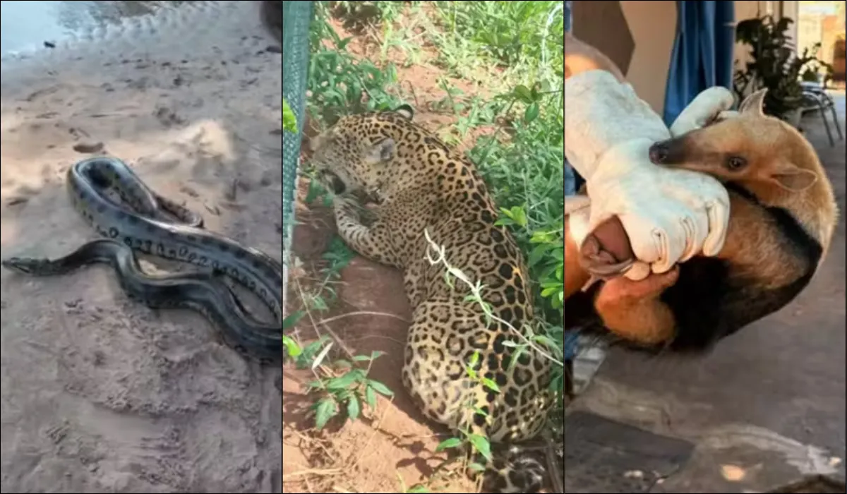 Jacarés, tamanduás e cobras: por que animais silvestres aparecem em áreas urbanas no Oeste Paulista?