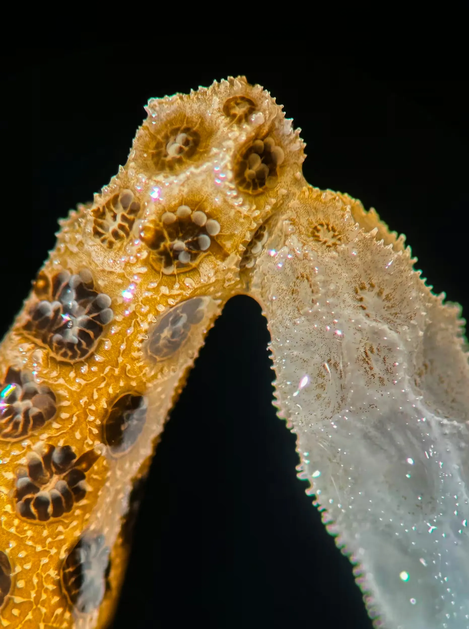 VÍDEO mostra coral branqueado se recuperando ao tocar um saudável