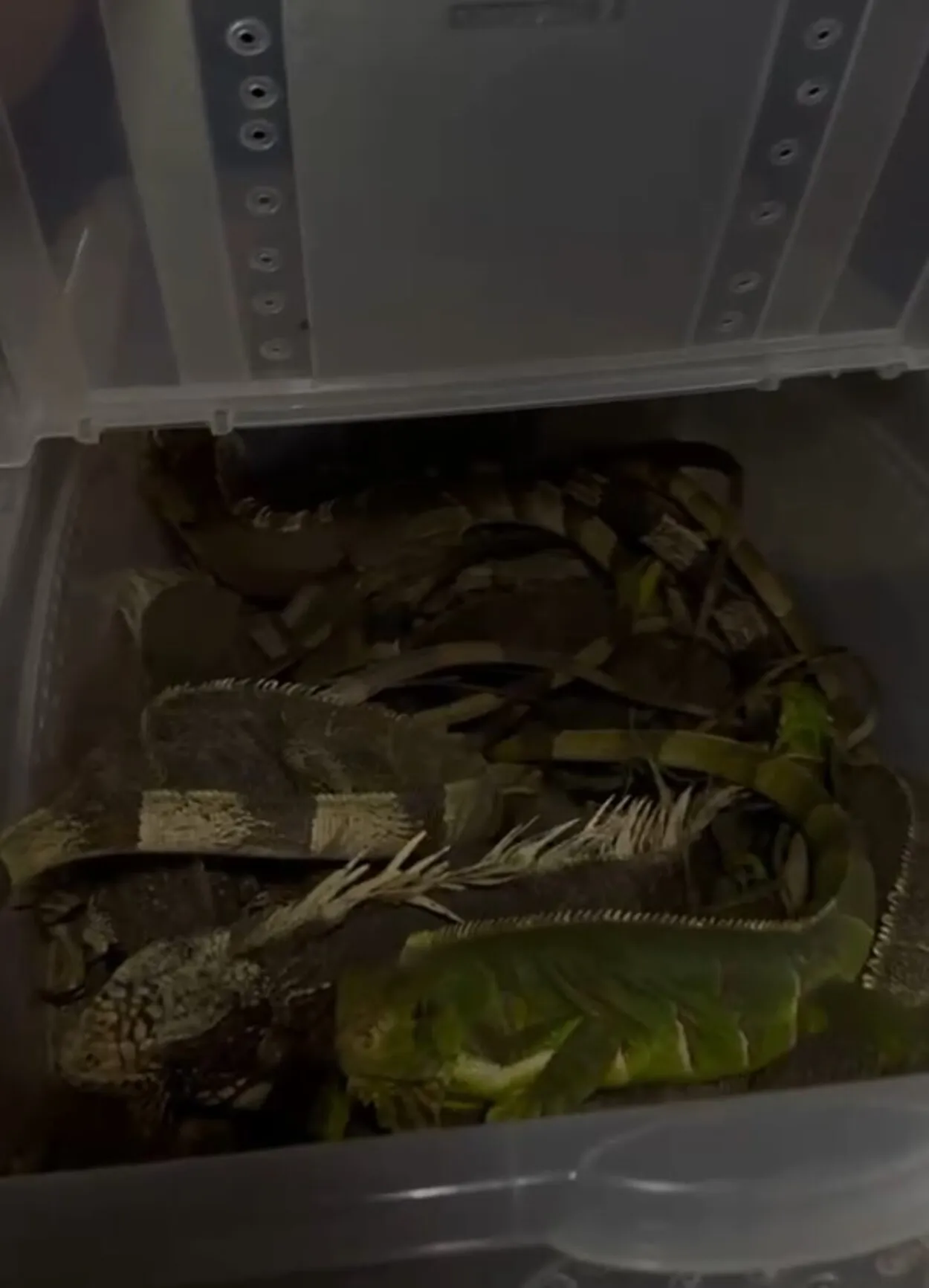 Mais de 40 iguanas são resgatadas em área urbana de Campina Grande