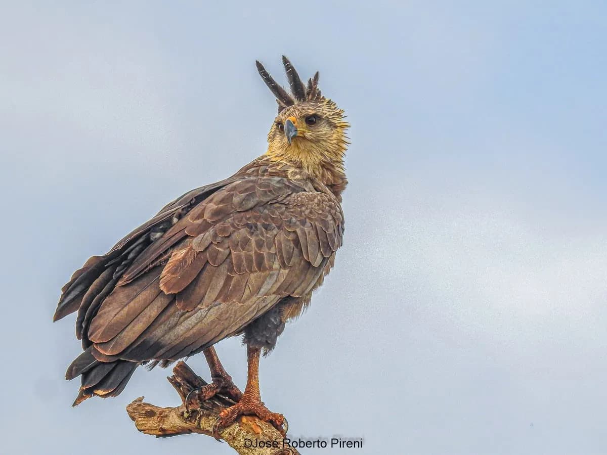 Águia-cinzenta, arara e mais: fotógrafo registra biodiversidade em parque no interior de SP