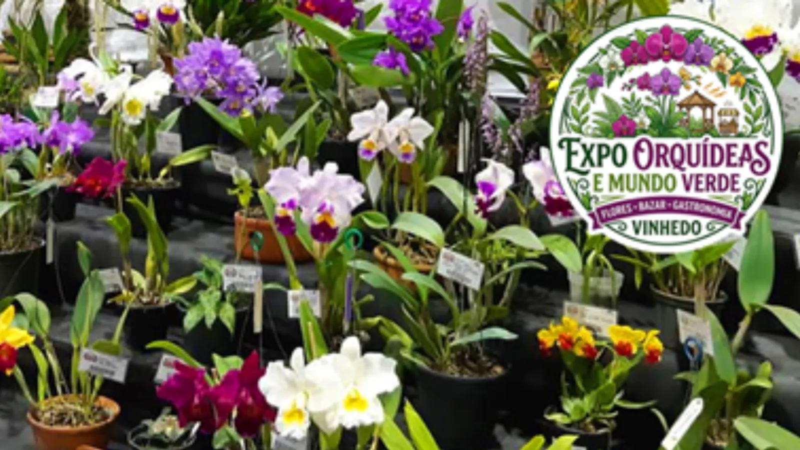 Vinhedo recebe a Expo Orquídeas e Mundo Verde com atrações no final de semana