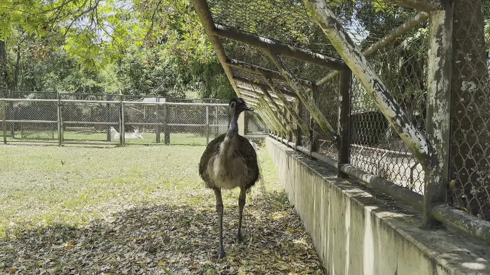 Emu pode chegar a 2 metros de altura e correr a 50 km/h; conheça ave flagrada em viaduto no Rio