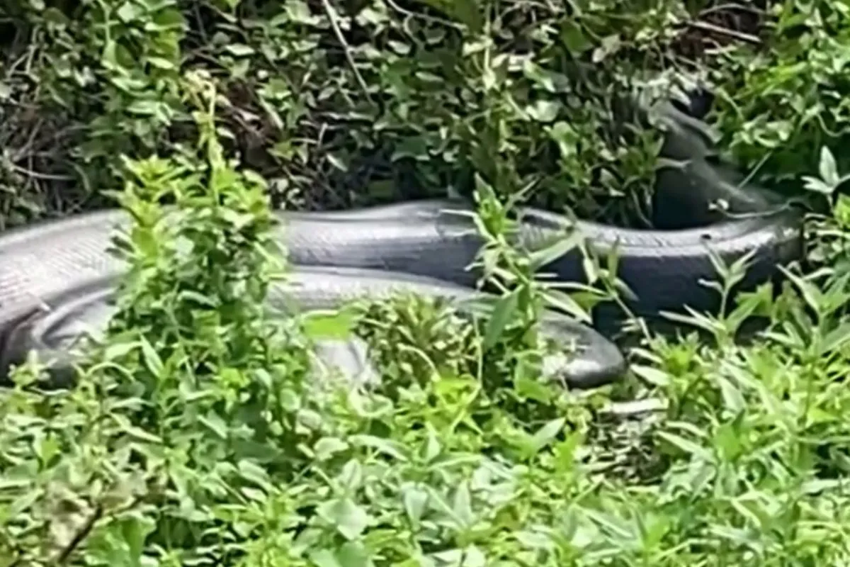 'Anaconda': sucuri de 8 metros sai da toca após chuva e assusta turistas em rio cristalino; VÍDEO
