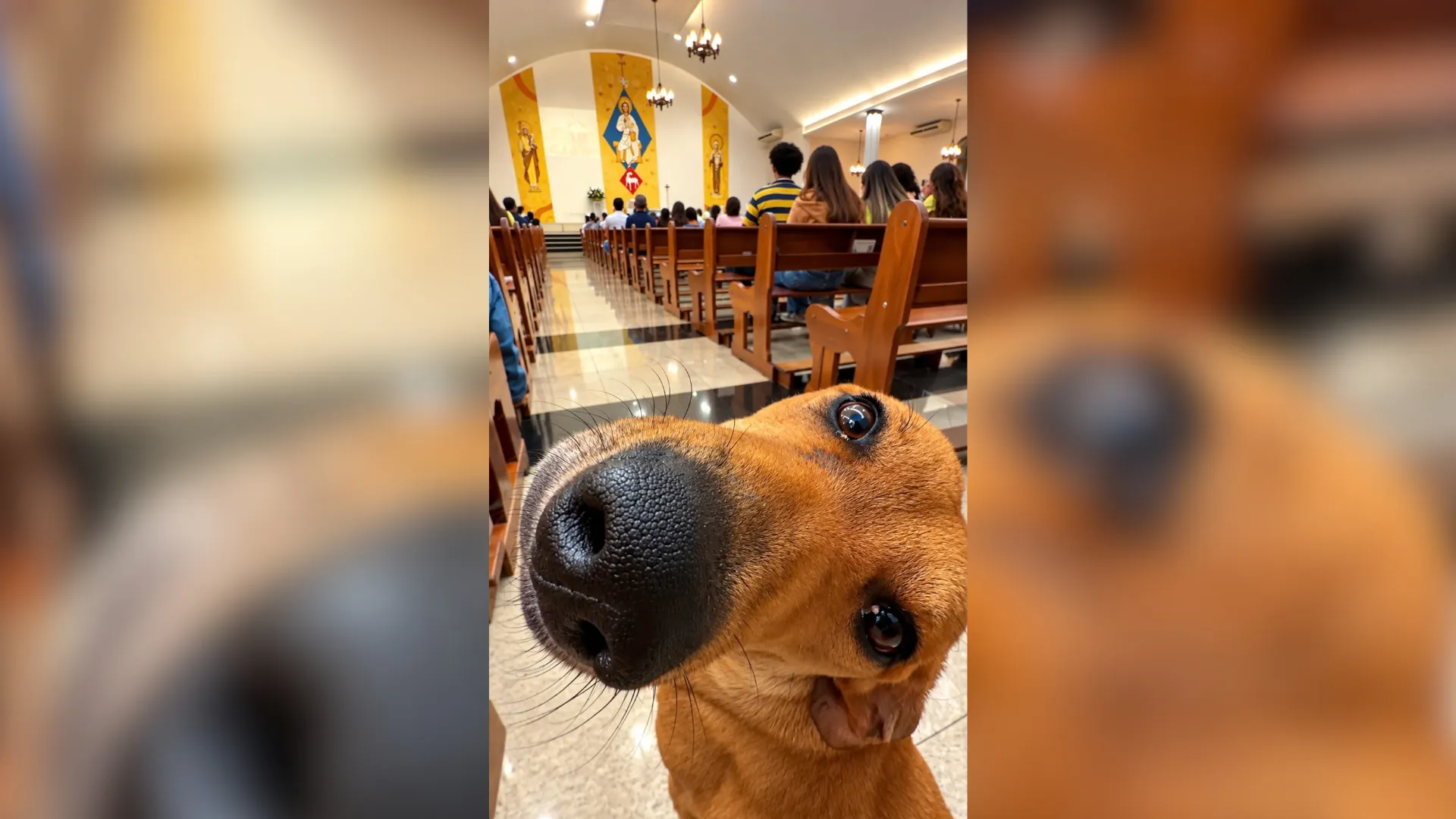 'Cãotólico': caramelo 'assiste' a missa em igreja e viraliza na internet