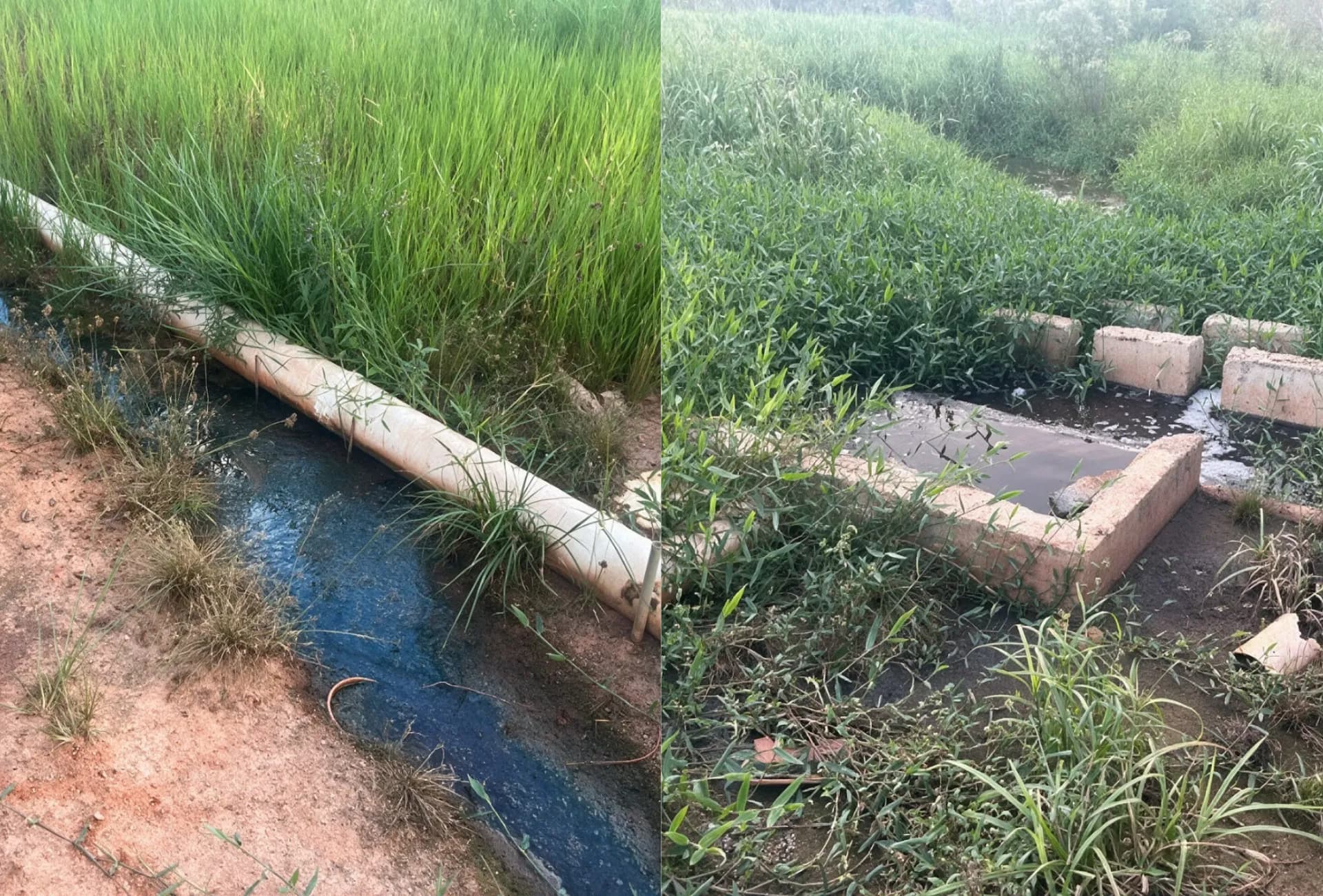 MPMS investiga suspeita de poluição após denúncias de mau cheiro e água escura em córrego de Mundo Novo