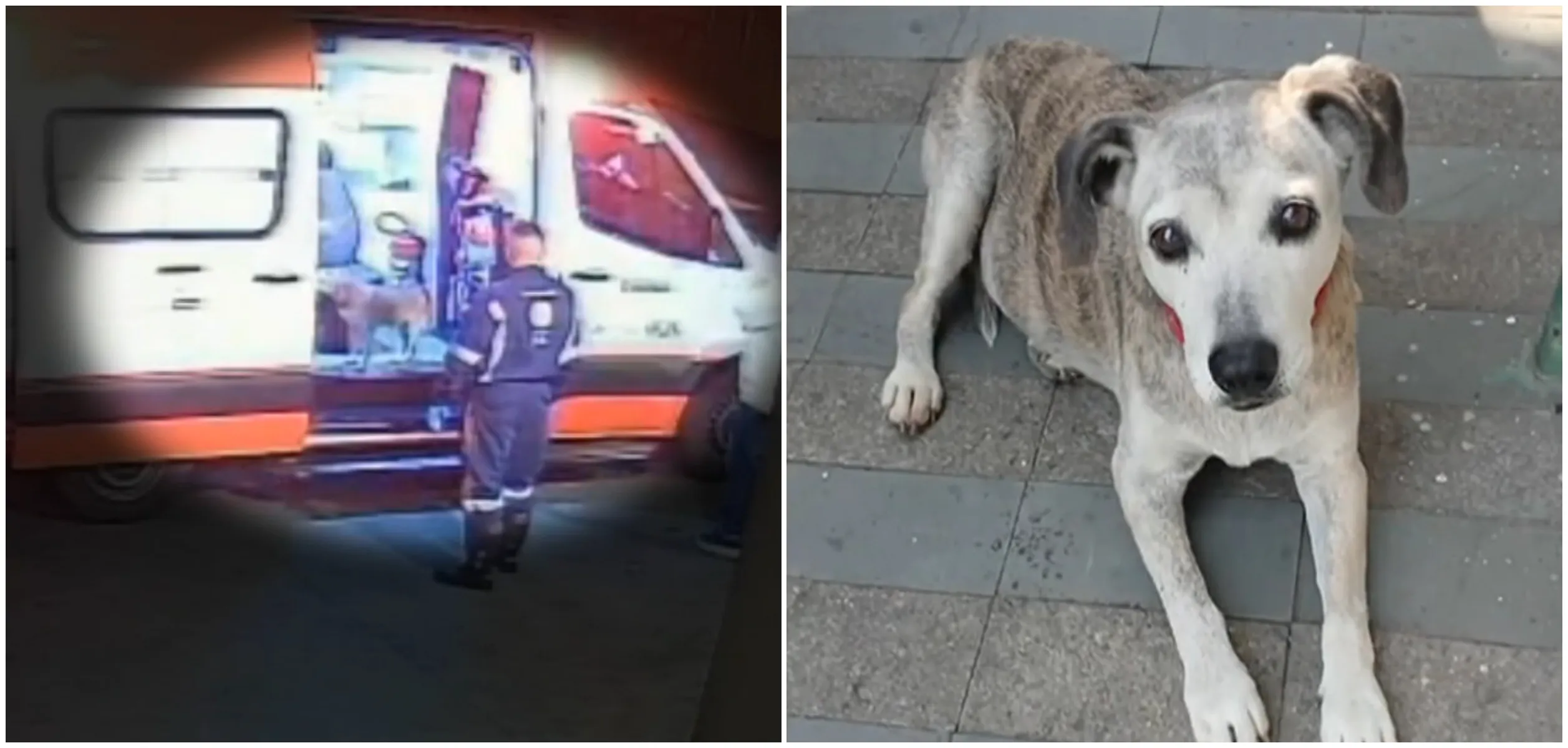 Após mais de um mês desaparecida, cachorrinha idosa que entrou em ambulância com tutor é encontrada em SP