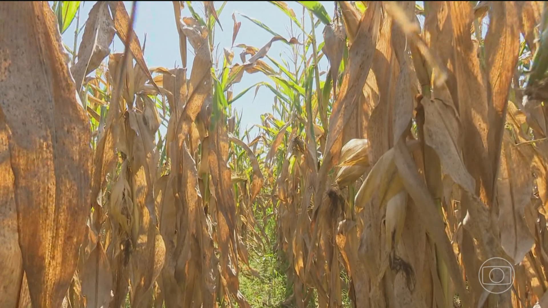 Seca provocada pelo El Niño reduz safra agrícola de Roraima em até 50%, diz Embrapa