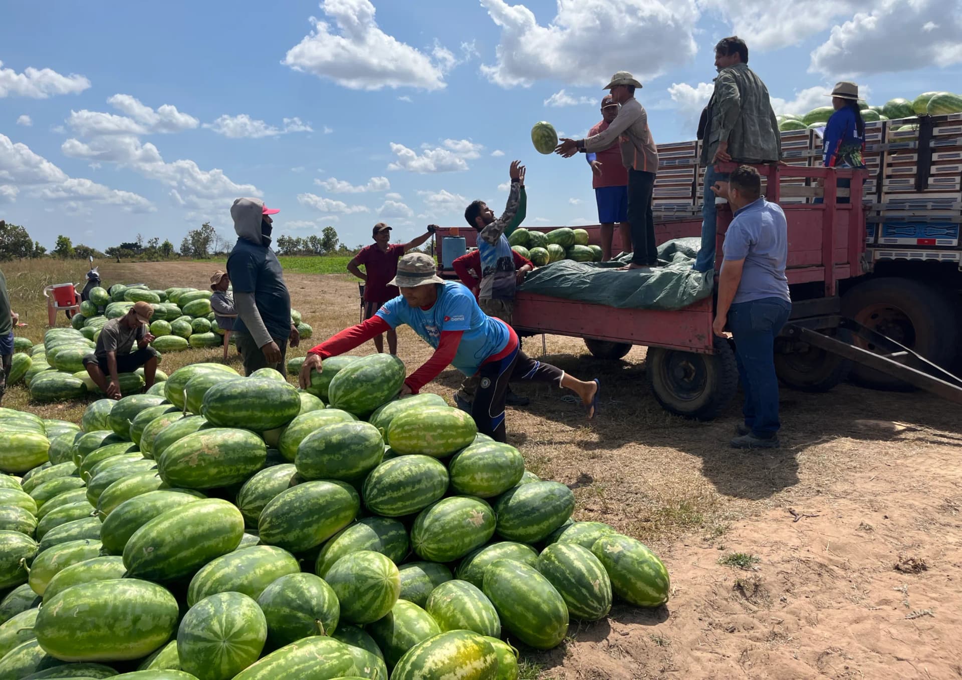 De 300 para 20 mil pés: como agricultora multiplicou produção de melancia em Boa Vista