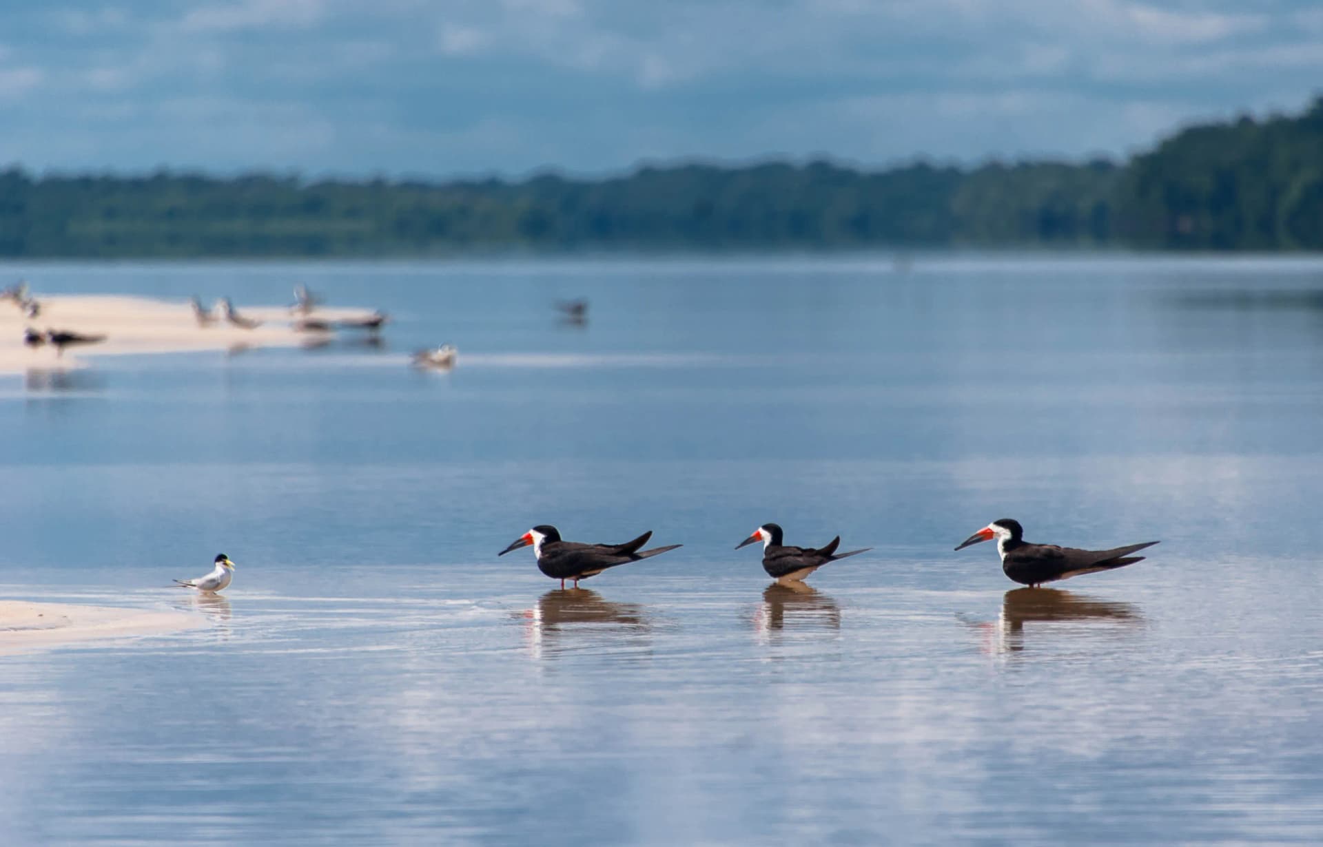 Conheça cinco locais para observar aves e outros animais no Amazonas