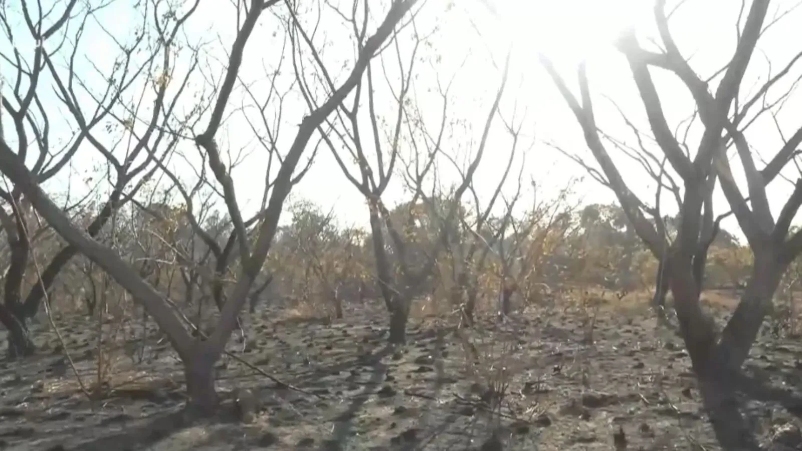 Incêndio que atingiu área da Embrapa destruiu plantas nativas estudadas há 30 anos em Teresina