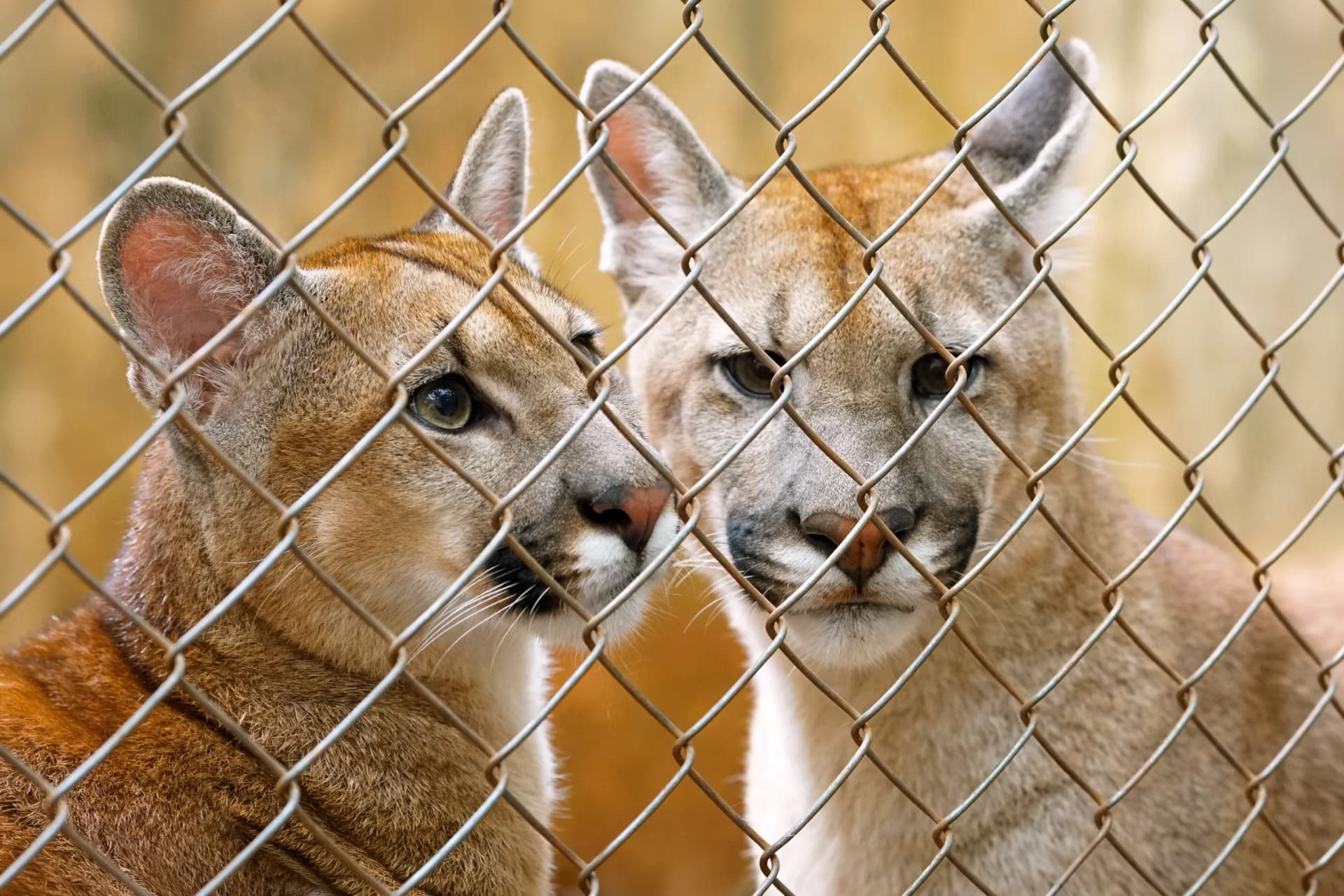 Café e Cacau ou Mufasa e Zara? Zoológico em SP abre votação para nomear filhotes de onça-parda