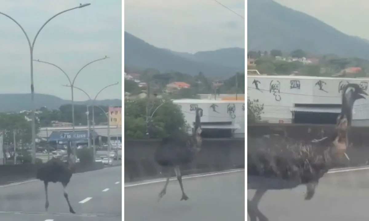 Emu é visto correndo em viaduto de Campo Grande; homem que resgatou a ave é identificado