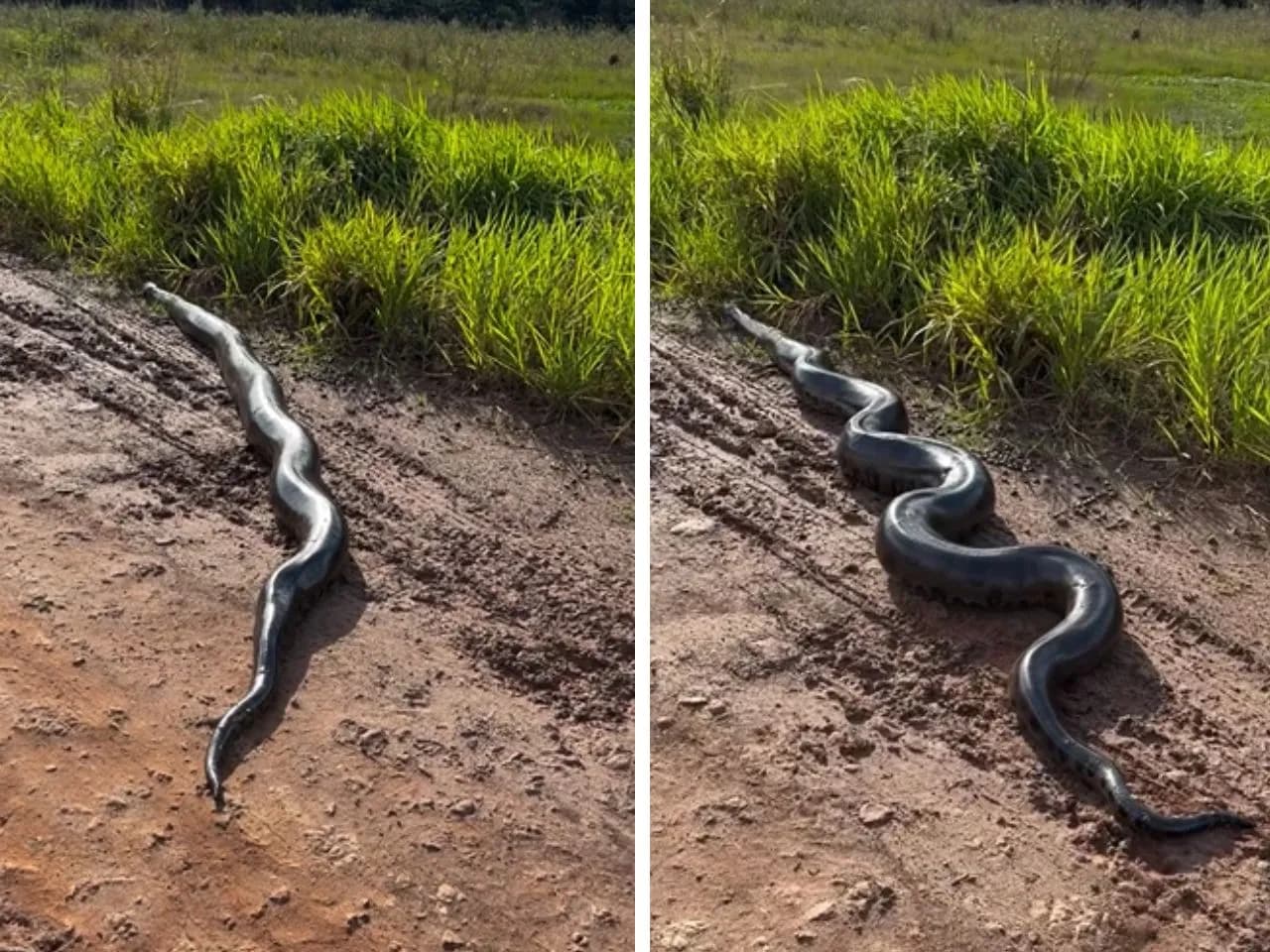 Fazendeiro flagra sucuri de cinco metros em estrada de MS: ‘Já encontrei várias’