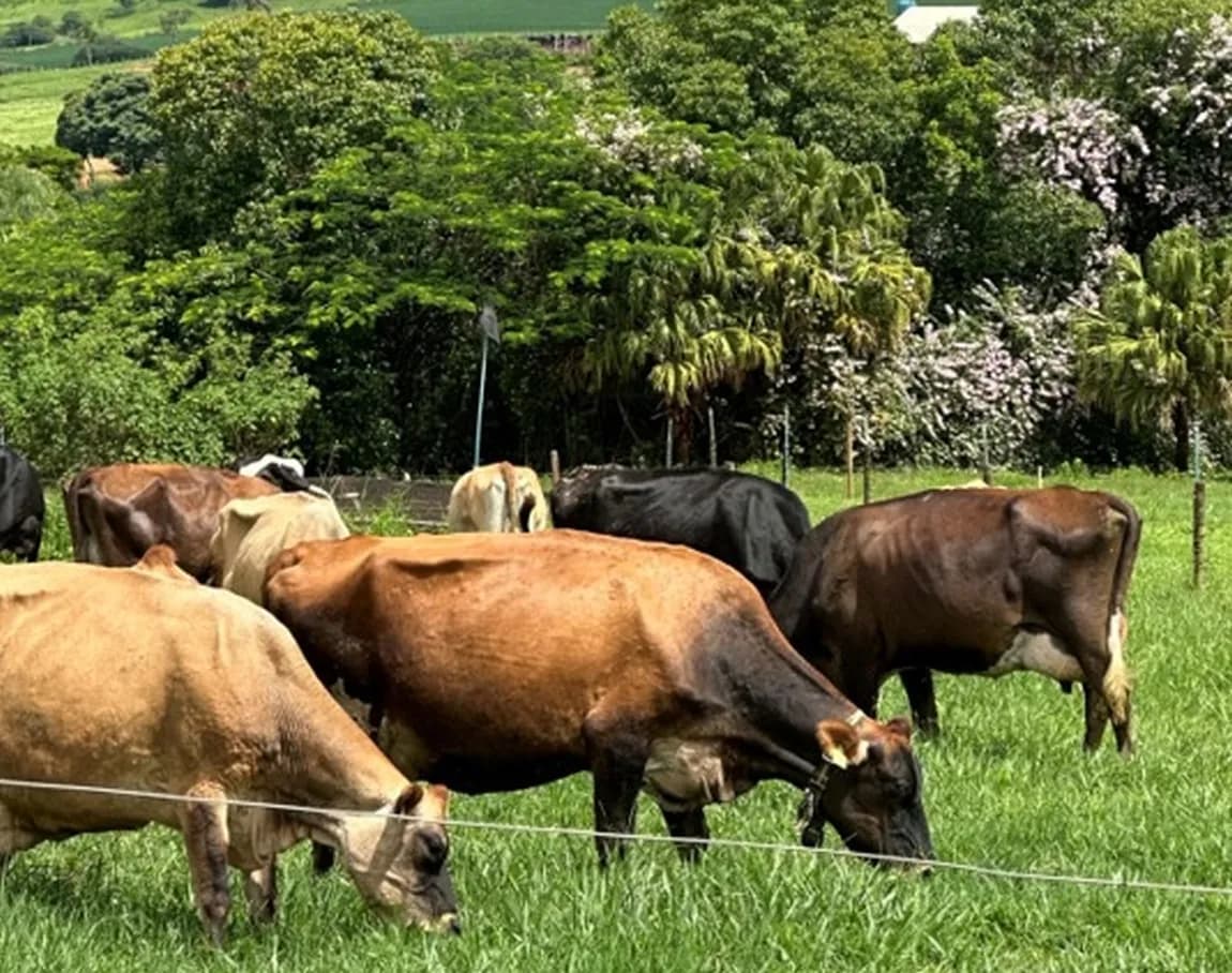 Agrofloresta eleva a renda de produtores de leite em Minas Gerais