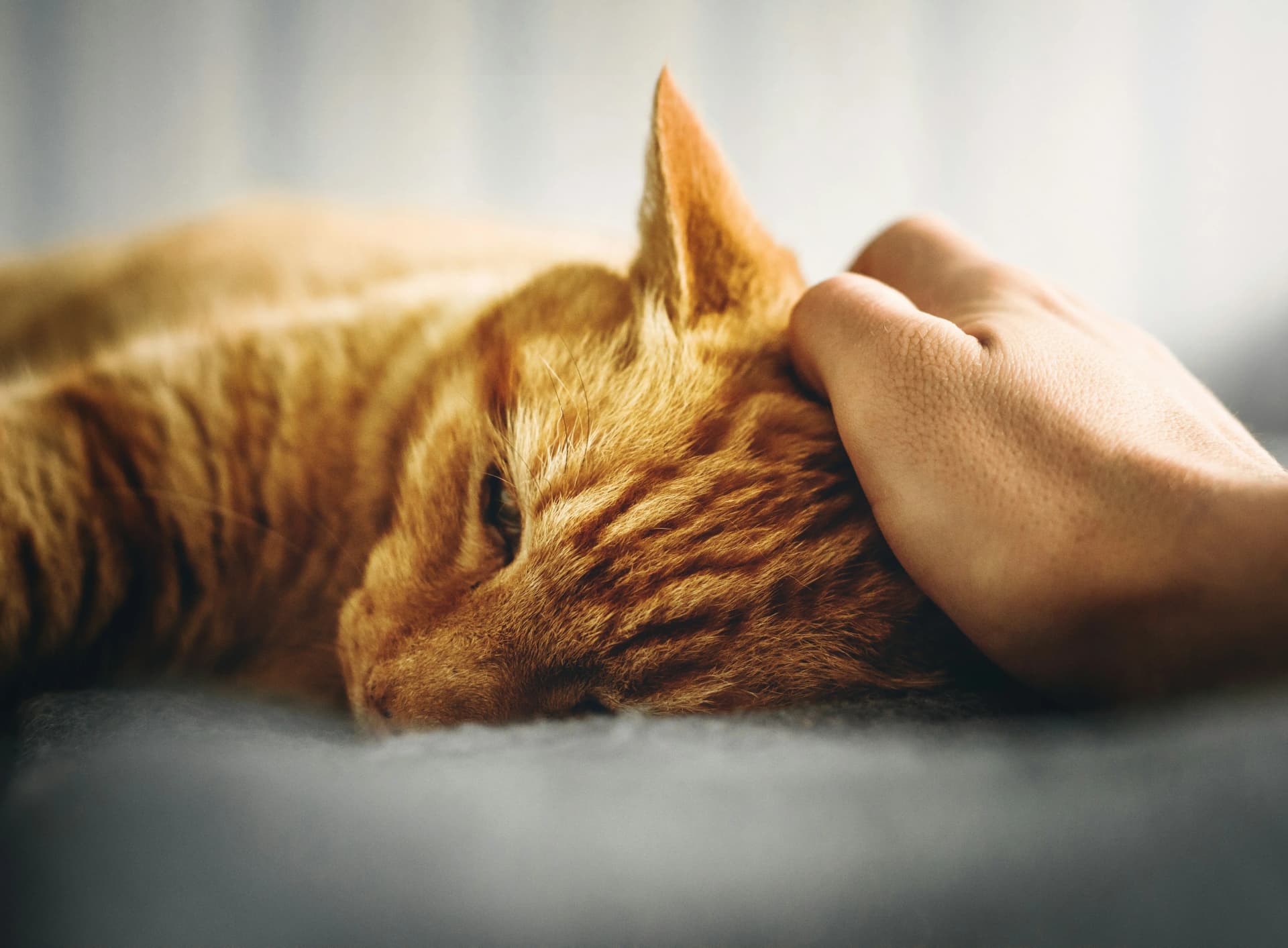 Como saber se o gato está com febre?