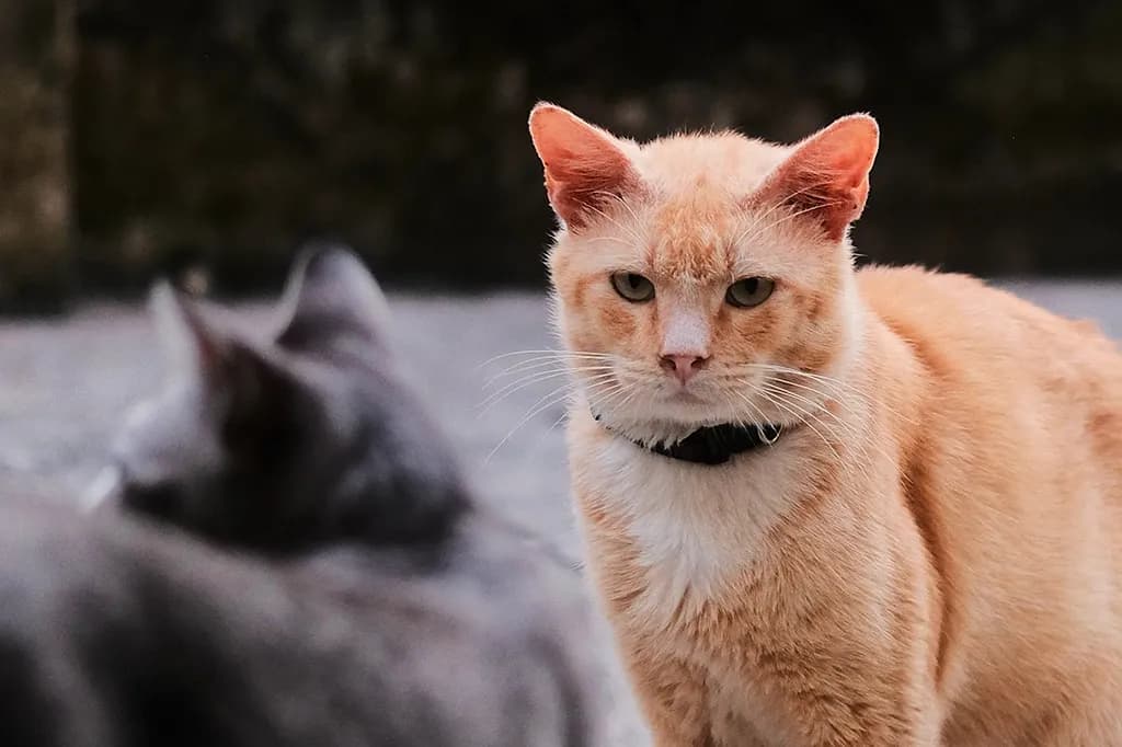 Por que os gatos são tão territoriais?