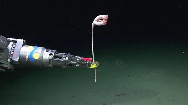 57 novas espécies marinhas são descobertas em cânion submarino na Argentina